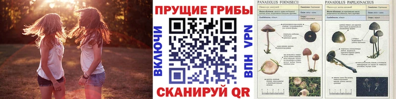 hydra как зайти  Коряжма  Псилоцибиновые грибы MAGIC MUSHROOMS 